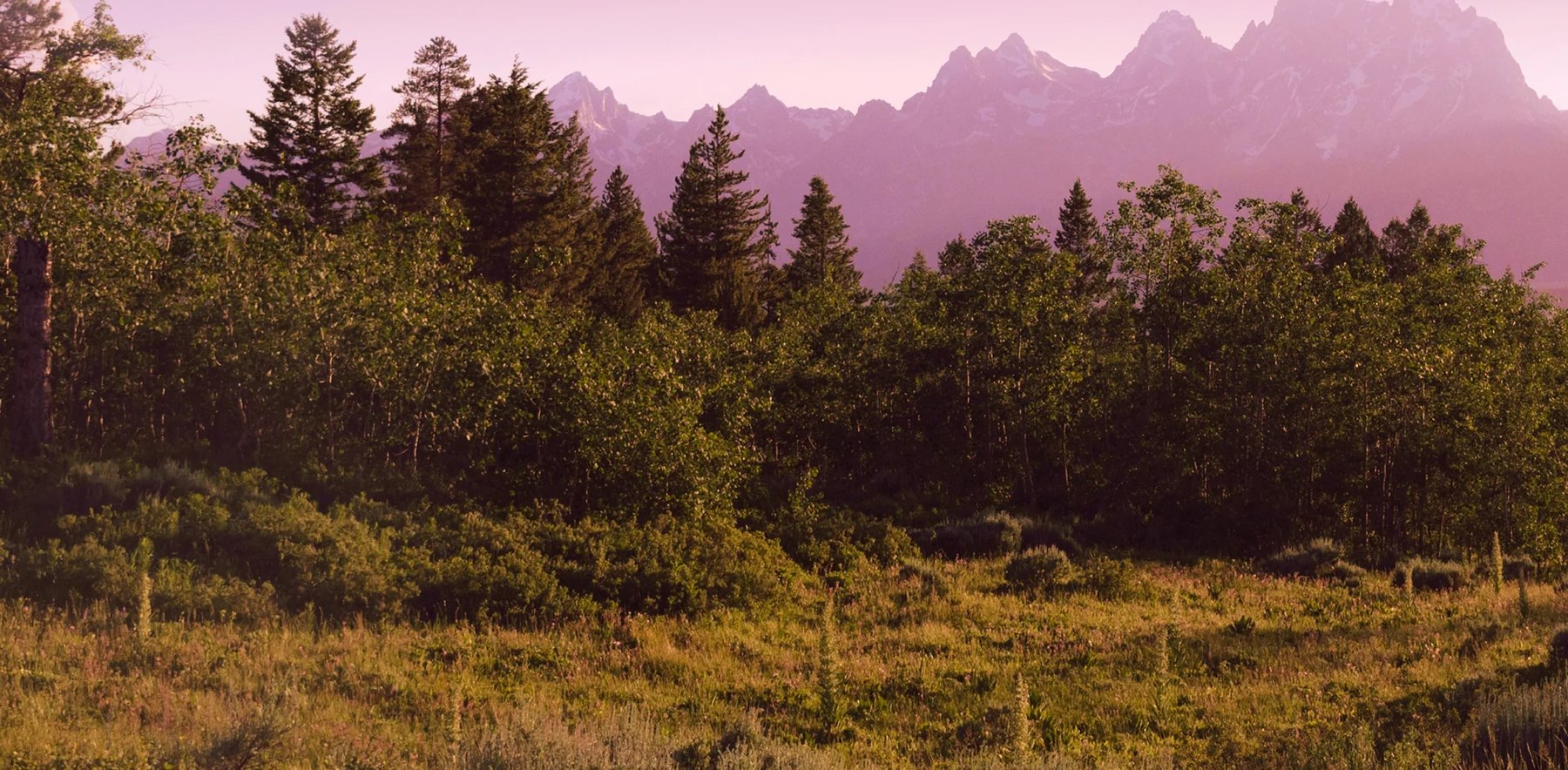 Grass meadow framed by pines with mountains glowing pink.