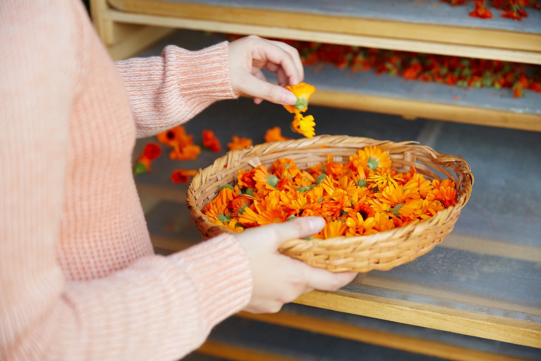 A person sorts fresh calendula flowers over drying racks.