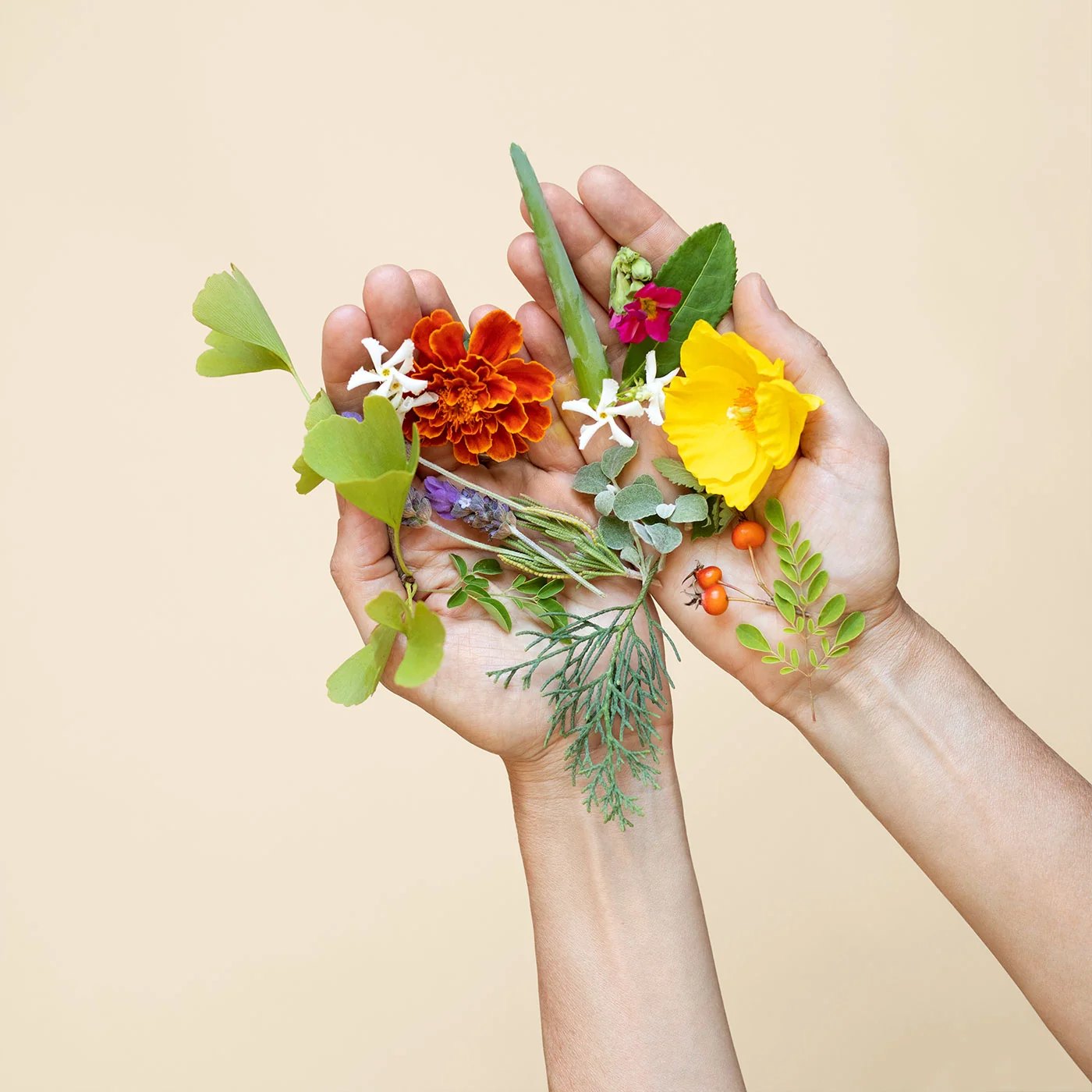 Two hands holding vibrant botanicals over a beige background.